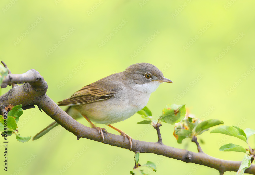 Fototapeta premium An adult common whitethroat or greater whitethroat (Curruca communis) is photographed close-up sitting on the branches of an apple tree against a background of flowering rapeseed.