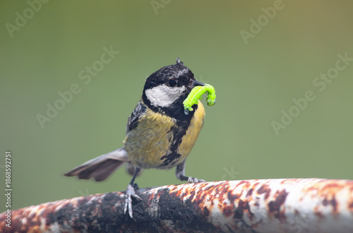 Принти на полотні An adult great tit (Parus major) sits on a metal pipe near its nest, holding a large green caterpillar in its beak