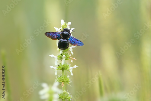 The amazing Xylocopa violacea, the violet carpenter bee, is photographed close-up (not macro!) sitting on a plant with white flowers against a blurred background.