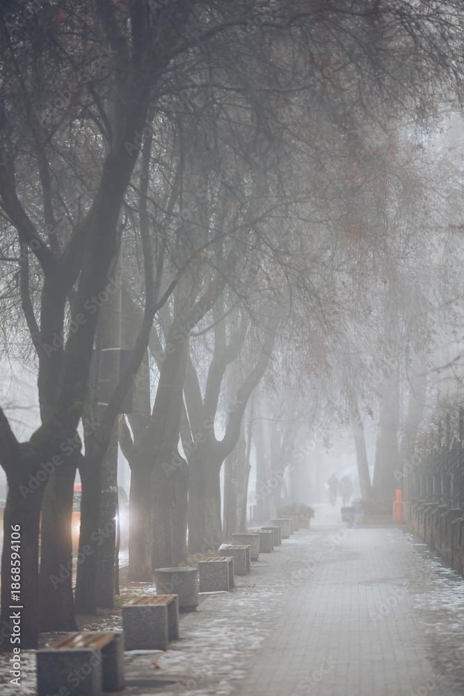 Fototapeta premium A group of people walks along a path lined with bare trees. Fog covers the area, making the scene appear soft and gray. Lights from nearby cars can be seen shining through the mist