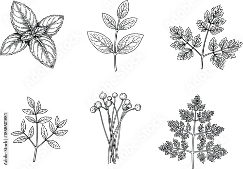 Herb and leaf botanical engraving collection, hand drawn black and white vector illustration set of aromatic plants isolated background