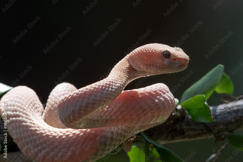 Fototapeta premium Leucistic White Pit Viper (Trimeresurus insularis) coiled on a branch with green leaves