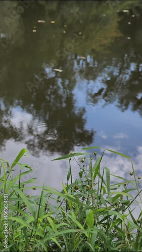 Relaxing river surrounded by green forest symbolizing slow living, mindfulness, balance, mental health and eco lifestyle. Perfect for wellness, meditation and calm mood visuals.