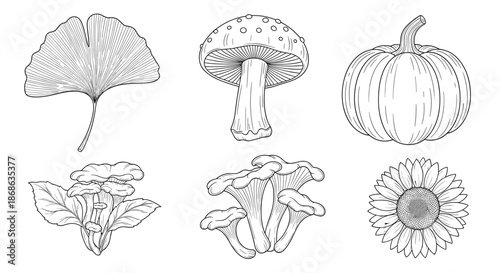 Set of autumn themed line art drawings featuring a ginkgo leaf mushroom pumpkin sunflower and other seasonal botanical elements.