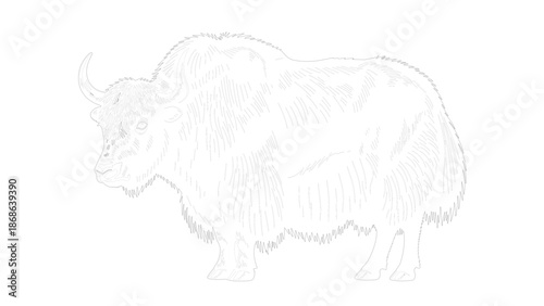 Detailed Line Art of a Yak with Curved Horns