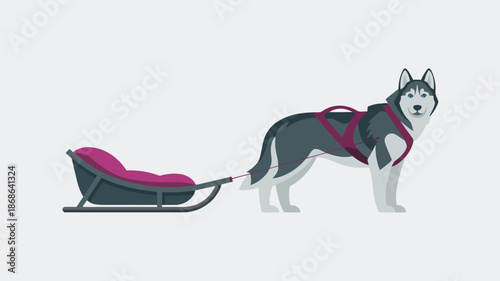 A friendly Siberian Husky dog with bright blue eyes is prepared to pull a sled for winter activities