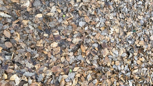 Wallpaper Mural Fallen Leaves Torontodigital.ca