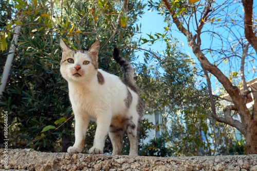 Cats in Turkey. Stray cats in Turkey