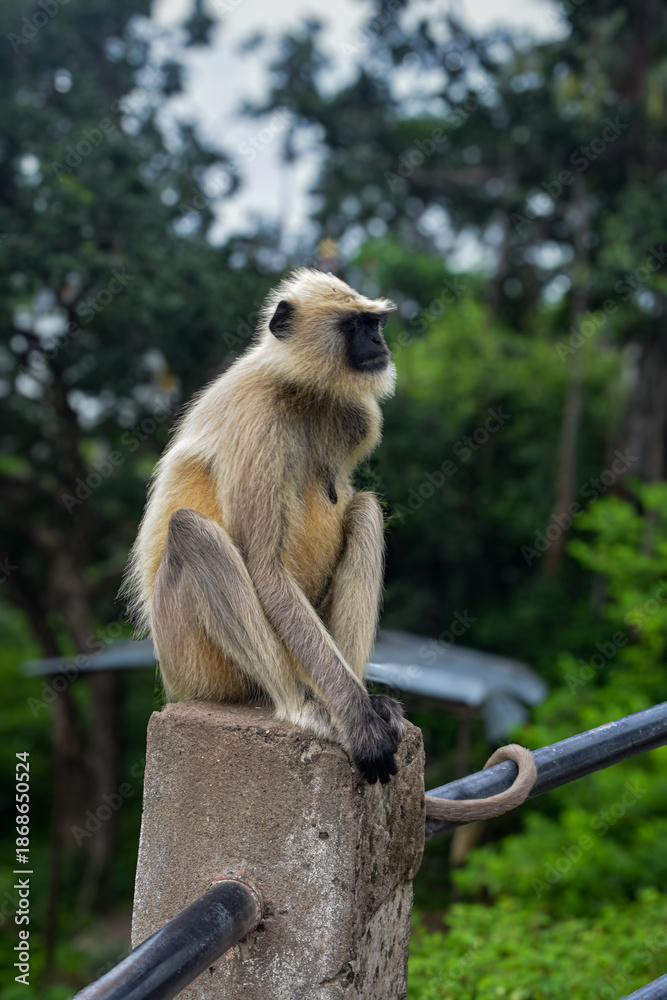 Obraz premium Monkey sit on railing