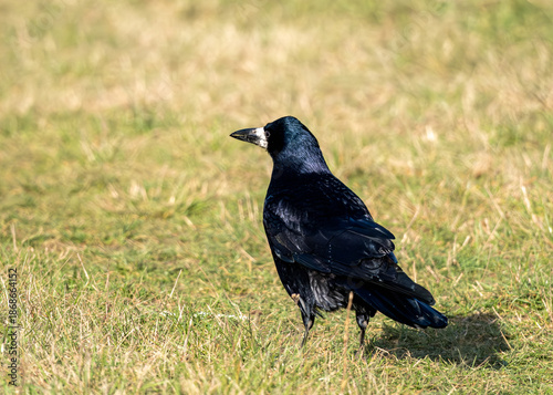 Rook Bird Standing on Grass in Natural Environment