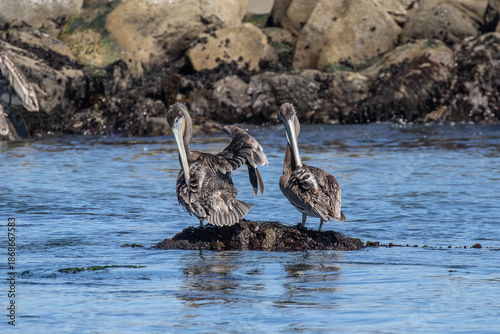Brown Pelicans preening in Coos Bay, Oregon