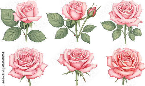 Set of beautiful pink rose blossoms with green leaves and buds isolated on white background for romantic wedding and floral vector design.