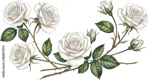 Set of elegant white rose branches with green leaves and buds isolated on white background for wedding greeting card and romantic vector design.