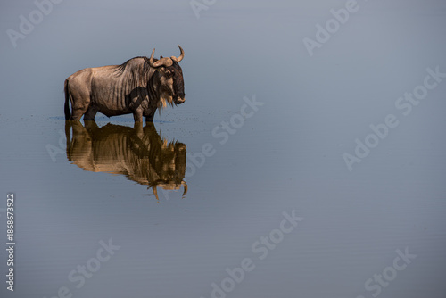 Gnu in water
