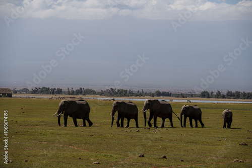 herd of Elephant