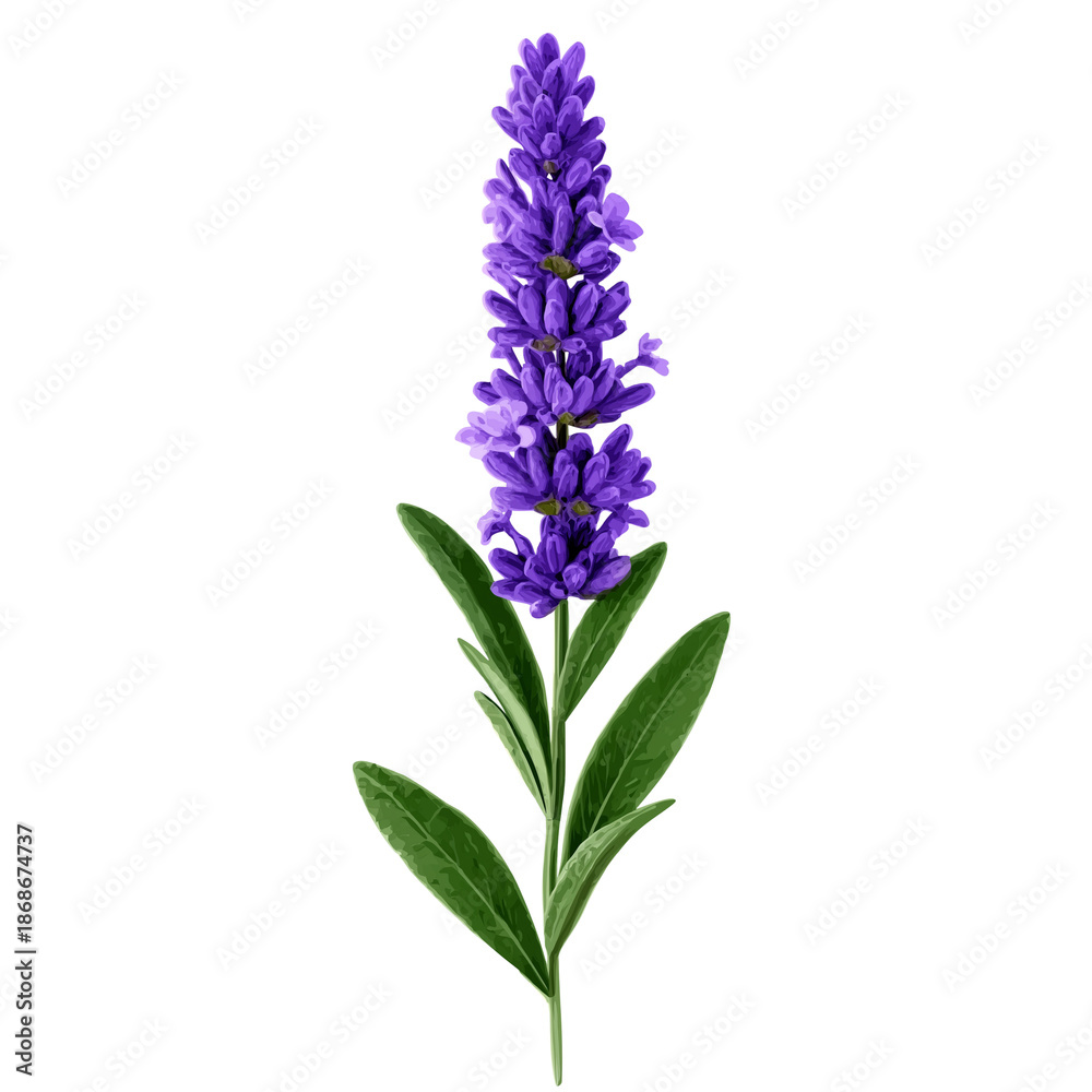 Obraz premium Single stalk of purple lavender with green leaves flower isolated on a transparent background