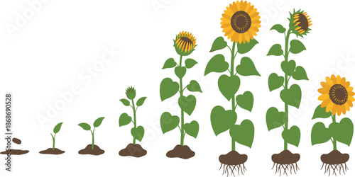 Sunflower life cycle growth stages from seed and sprout to blooming flower and wilting with roots illustration