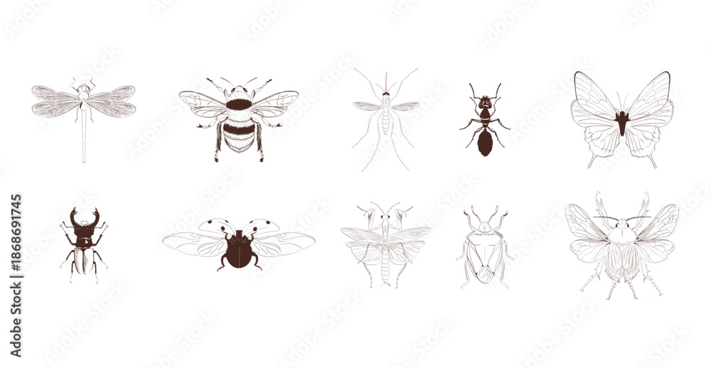 Fototapeta premium Minimalist Vintage hand drawn sketch insects vector illustration set. butterfly, beetle, ladybug, dragonfly, bee