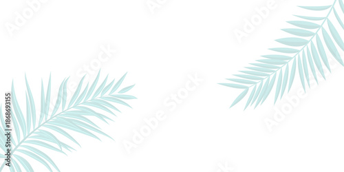 palm tree branch. White tropical background with gray palm leaves, luxurious minimalist design.