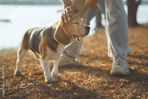 Quadro su tela Close-up of a person's hand gently petting a cute beagle dog in a park during go