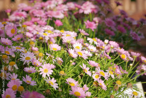 Εκτύπωση καμβά Marguerite Daisy Flower Close-Up