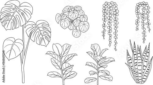 Collection of popular houseplant outlines including tropical philodendron monstera string of pearls and snake plant vector illustration for coloring and botanical art projects