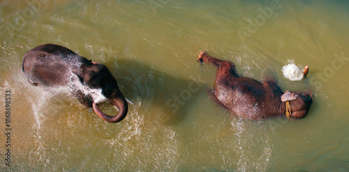 Aerial view of two elephants, one playfully splashing water and the other lounging blissfully in the muddy river, creating a scene of serene animal behavior, Kaprikad, Kerala, India.
