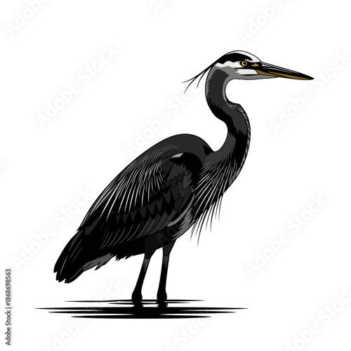 Great Blue Heron Bird Silhouette Detailed Wildlife Vector