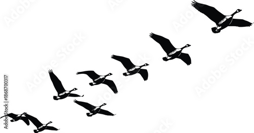 PrintBlack vector silhouette illustration of a flock of geese flying in a diagonal formation against a white background for nature concepts.