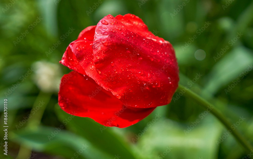 Obraz premium Red tulips in blossom with raindrops 