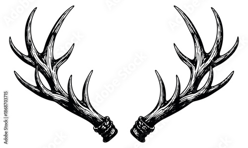 Hand drawn line art set of antlers featuring a pair of rustic deer antlers for nature and vintage designs