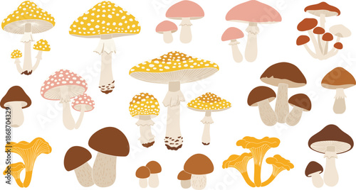 Collection of colorful mushroom illustrations including chanterelles, toadstools, and various forest fungi in different shapes and sizes