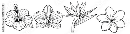 Hand drawn line art tropical flowers set featuring hibiscus, orchid, bird of paradise, and plumeria for summer designs