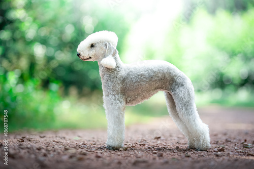 Bedlington Terrier dog breed show standard photo