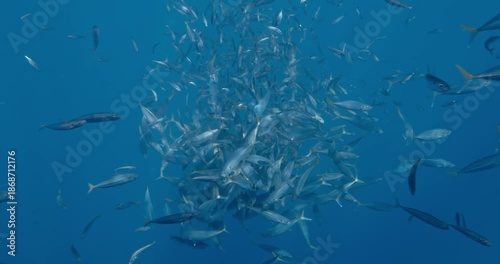 School of mackerel in feeding frenzy.