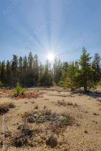 Canada Forest