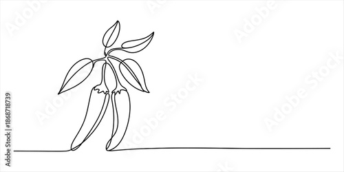 Minimalist continuous line drawing depicting two chili peppers on a plant with leaves Vector, illustration