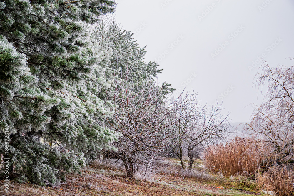 Fototapeta premium A serene winter scene features frosted trees and branches, highlighting the season's charm