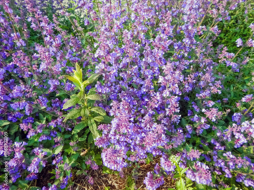 Dwarf Catmint Growing In The City Garden In Spring