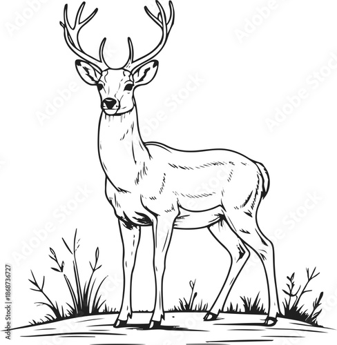 Black and white line art illustration of a calm deer standing in nature, thin smooth outlines, minimal detail, no textures, no shadows, modern vector style, isolated on white background, copyright s 1