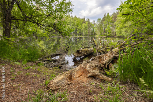 Reflections in the Schwenninger Moos