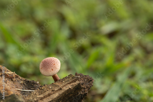 A detailed macro shot of a small, translucent white wild mushroom, likely from the Marasmiellus or Trogia genus, growing on a decaying tree twig with visible gills and delicate cap structure