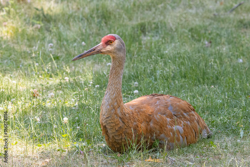 Sandhill crane on the ground