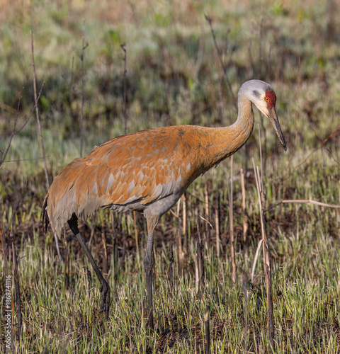 Sandhill crane on the ground