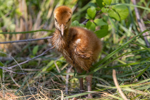 Sandhill crane chick on the ground