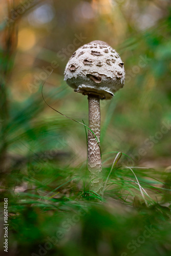 mushrooms in the forest