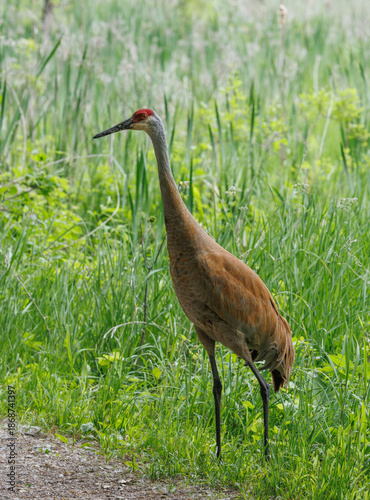 Sandhill crane on the ground