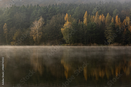 morning in the woods