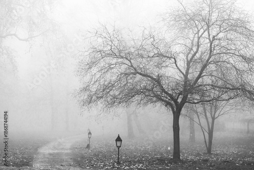 lonely tree in the fog