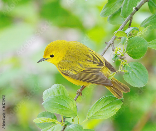 Yellow warbler perched on a tree limb